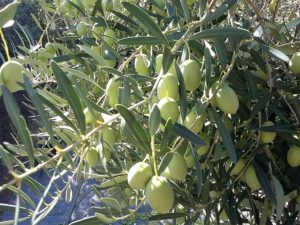 αγουρέλαιο-υψηλής-ποιότητας-νομή-high-phenolic-green-olive-oil-thallon-nomee-foods-17